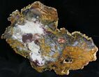 Large Hubbard Basin Petrified Wood Slab - #28303-1